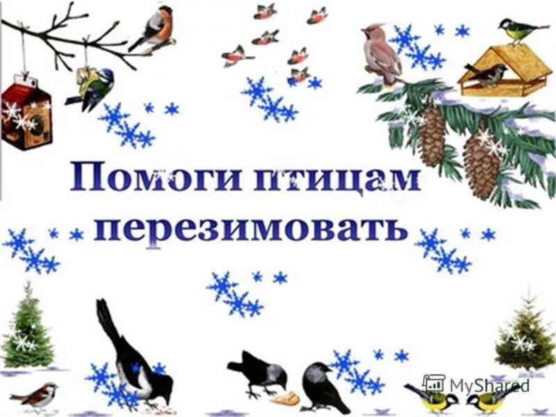 День помощи птицам. Покормите птиц зимой. Помоги птицам зимой. Зимующие птицы Покормите птиц зимой. Поможем птицам перезимовать.