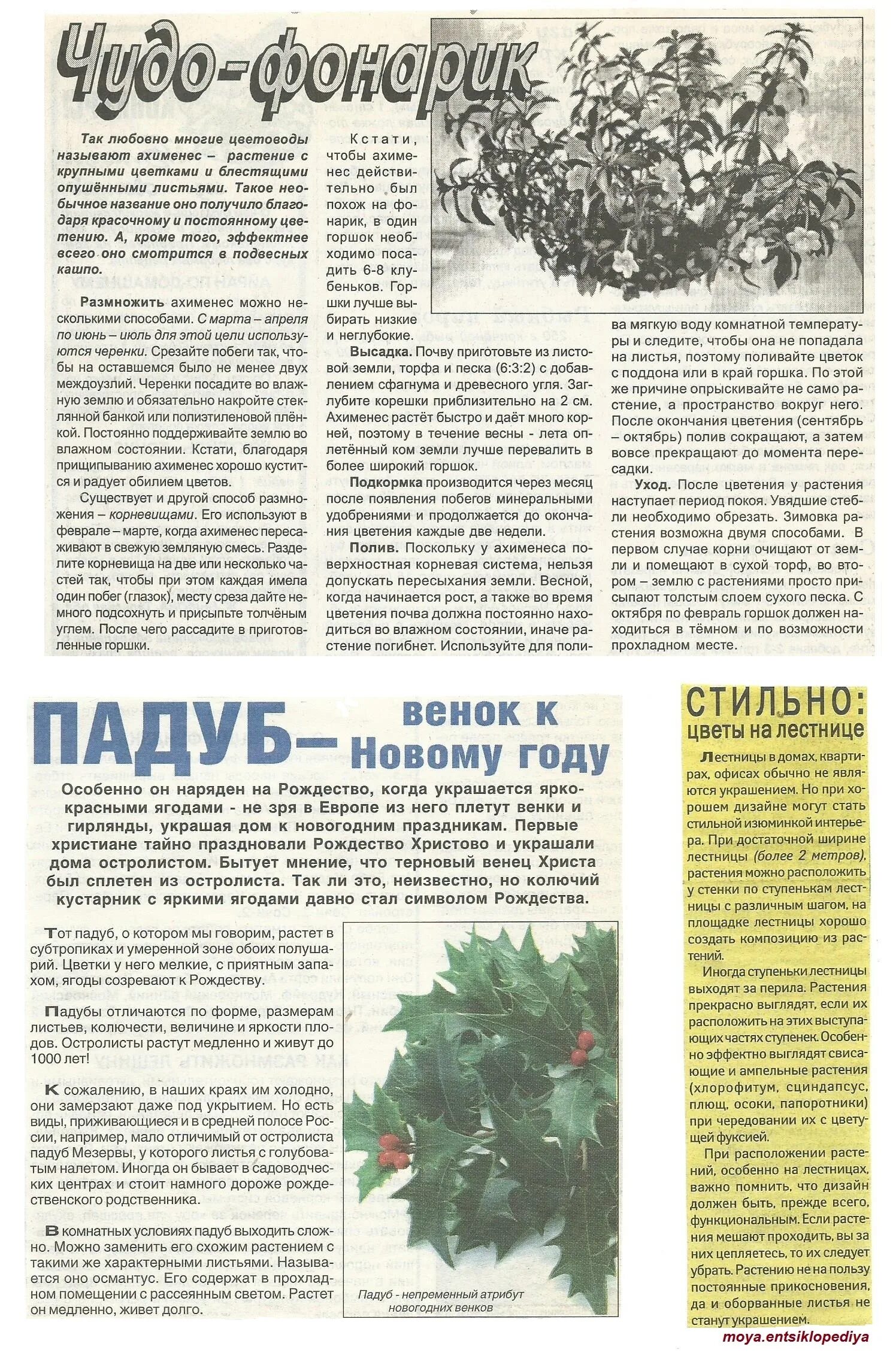 Кустит