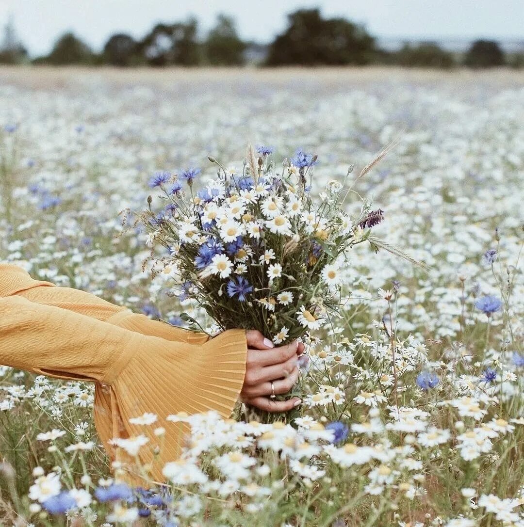 Собирающий цветы под. Нарцисс для детей. Женщина на даче. Девушка поливает цветы. Собиратели лекарственных трав.