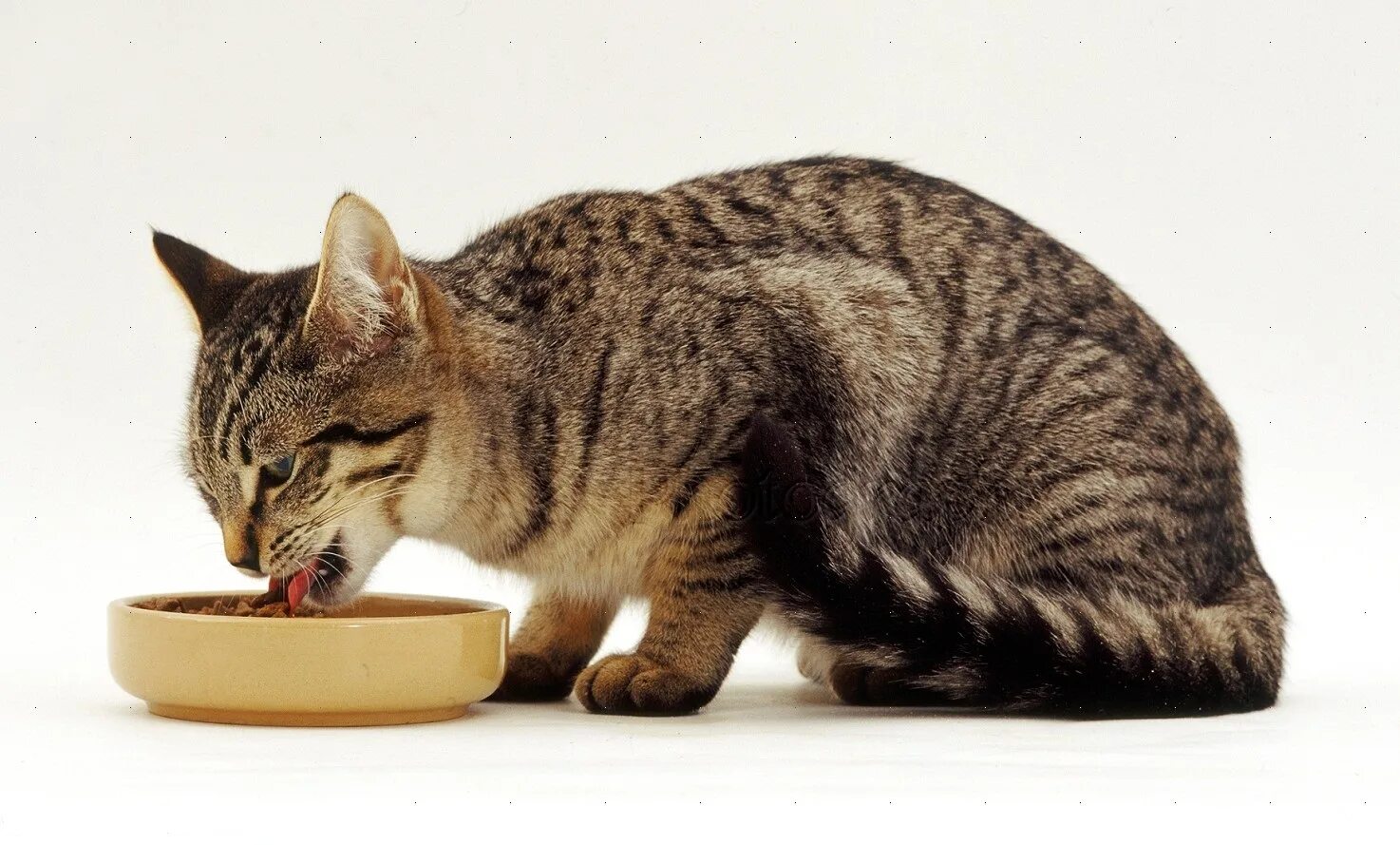Кошки чрезвычайно терпеливы. Европейская короткошерстная кошка. Европейская короткошерстная табби рыжий. Кошка кушает. Кот ест.