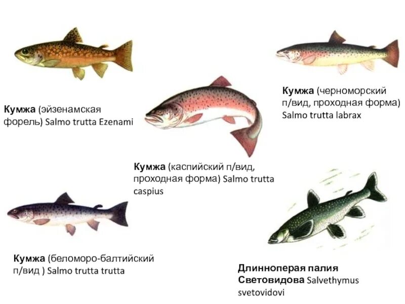Как отличить морскую форель. Кумжа эйзенамская форель salmo trutta ezenami. отряд лососеобразные лососевые. отряд лососеобразные семга. форель проходная рыба.
