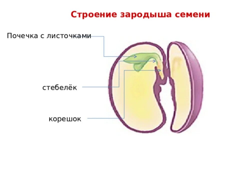 Семенная кожура зародышевый корешок зародышевая почечка. Строение семени пшеницы зародышная почечка. Строение семениродыша. Строение зародыша двудольного.