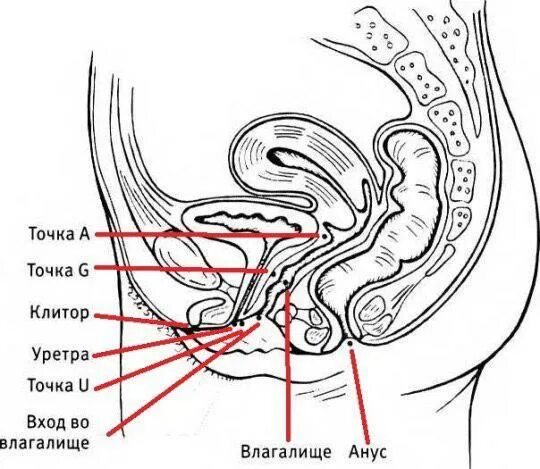 Сквирт Во Время Акта