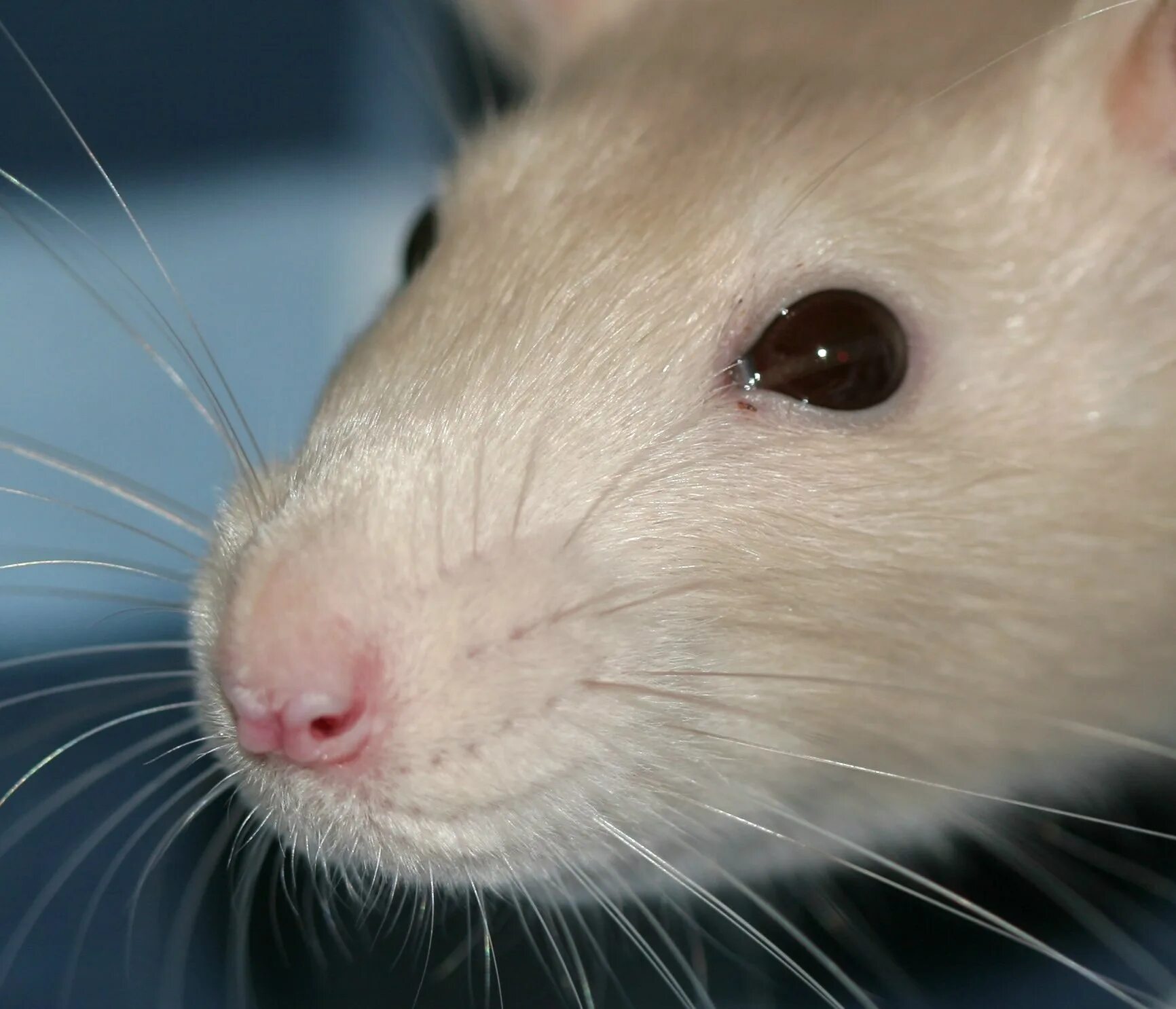 Мышь серая обыкновенная. Удивленная мышь. Морда крысы. Мышк. Крысиная морда.