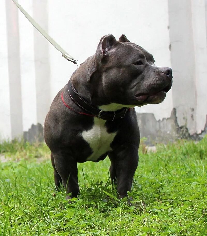 Американский булли поккет. Американский булли. Американский булли москва. Ам булли. Американский булли покет.