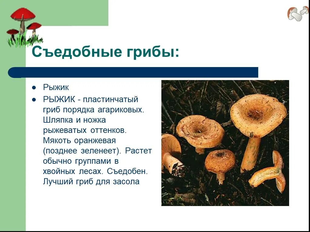Сообщение о грибах 7 класс по биологии. Пластинчатые съедобные грибы рыжики. грибы рыжики биология. рассказ о съедобных грибах. съедобные грибы доклад.