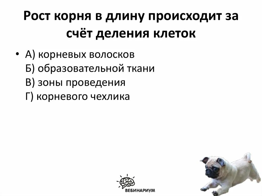 Рост корня в длину происходит благодаря ткани. Рост корня в длину осуществляется в. рост корня в длину происходит за счёт деления клеток. рост корня в длину осуществляется делением клеток:. рост корня в длину за счет деления клеток.