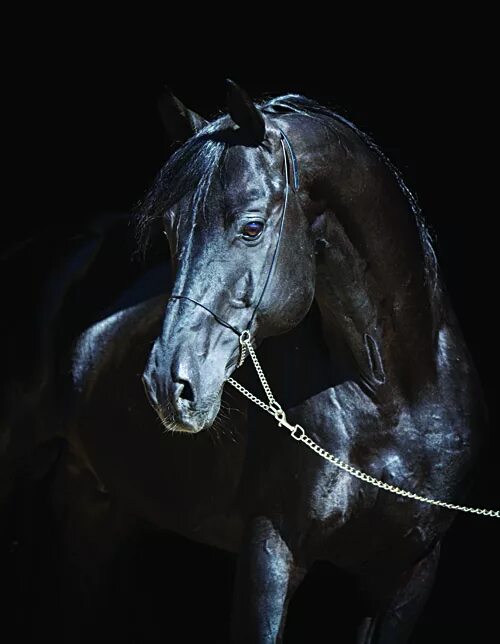 Horse на русском