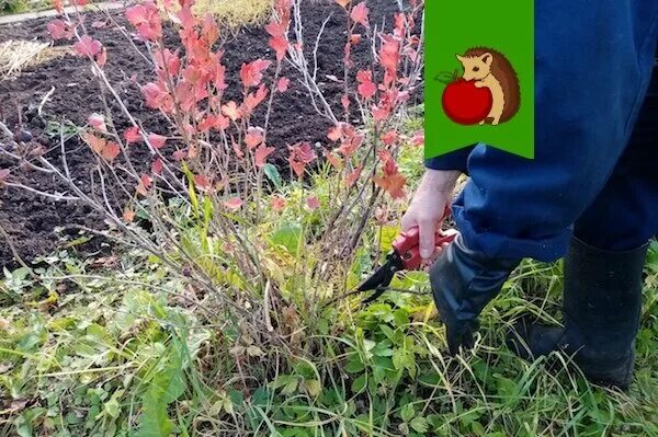 Чем подкормить кустарники осенью в октябре. Засохший куст крыжовника. обрезка крыжовника весной. крыжовник обрезка после сбора ягод. крыжовник надо белить осенью.