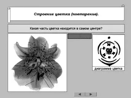 Количество лепестков кратно 3