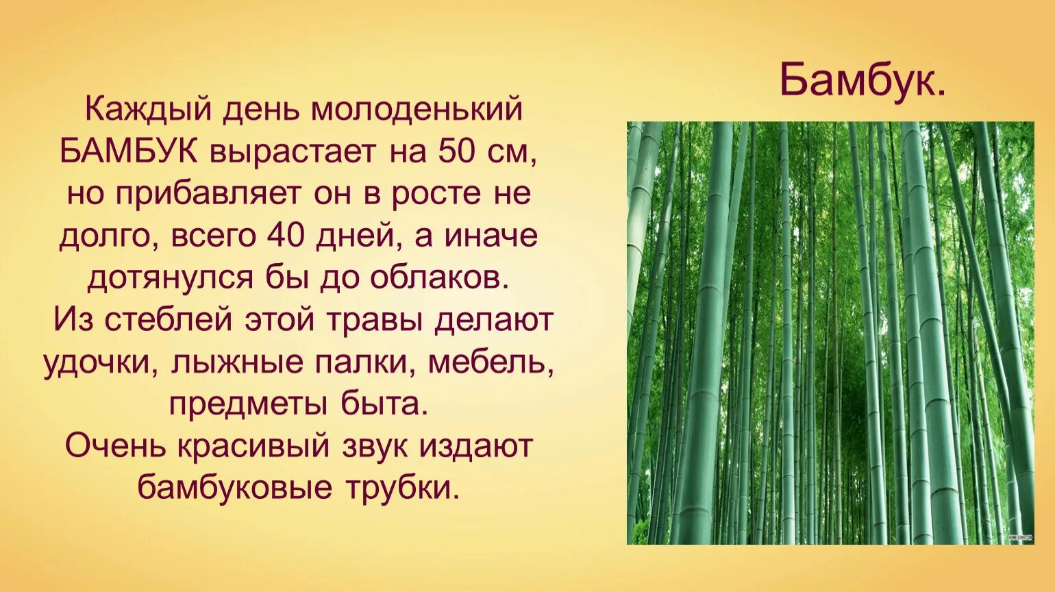 За сколько часов вырастает бамбук. Сколько в день растет бамбук. Строение бамбука. Бамбук растет за сутки. Рост бамбука в сутки.