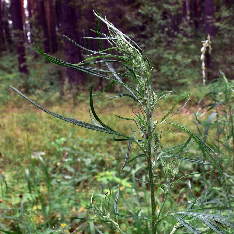 полынь лесе. полынь беловатая. полынь artemisia maritima. жусан полынь. полынь мелколистная.