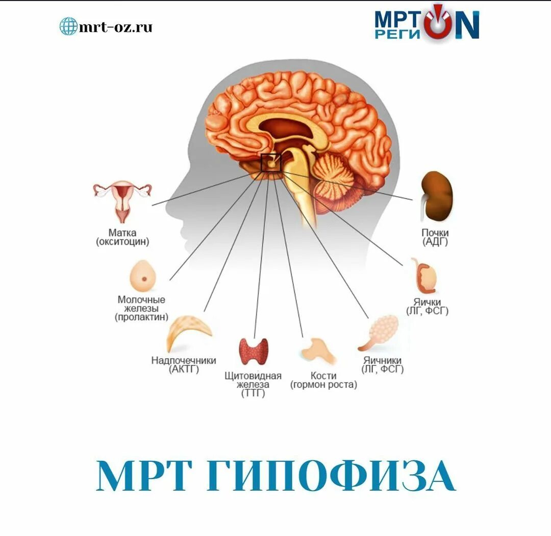 К эндокринным железам относятся гипофиз. Гипофиз человека. гормоны мозга. семенные железы и гипофиз. эндокринные железы головы.
