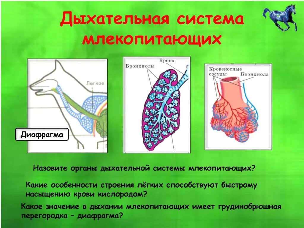 Ячеистые легкие особенности