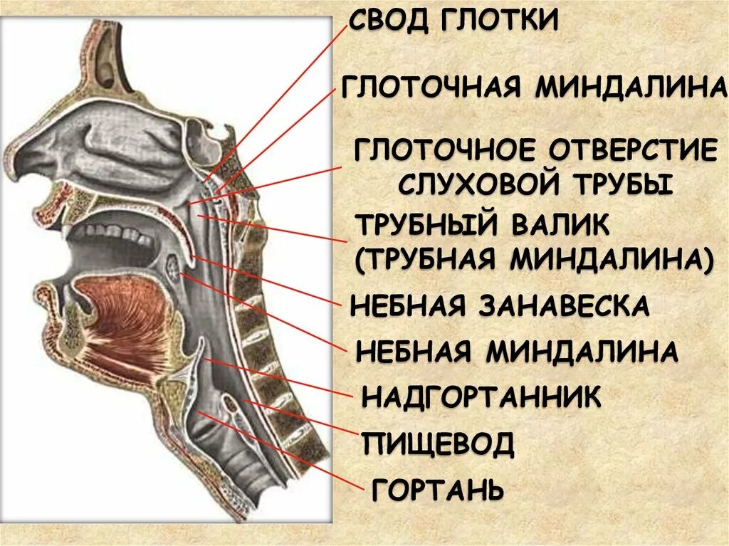 Глоточное отверстие слуховой трубы анатомия. Отверстия хоаны, глоточное отверстие. Глоточное отверстие носовой трубы. Глоточное отверстие слуховой трубы глотки.