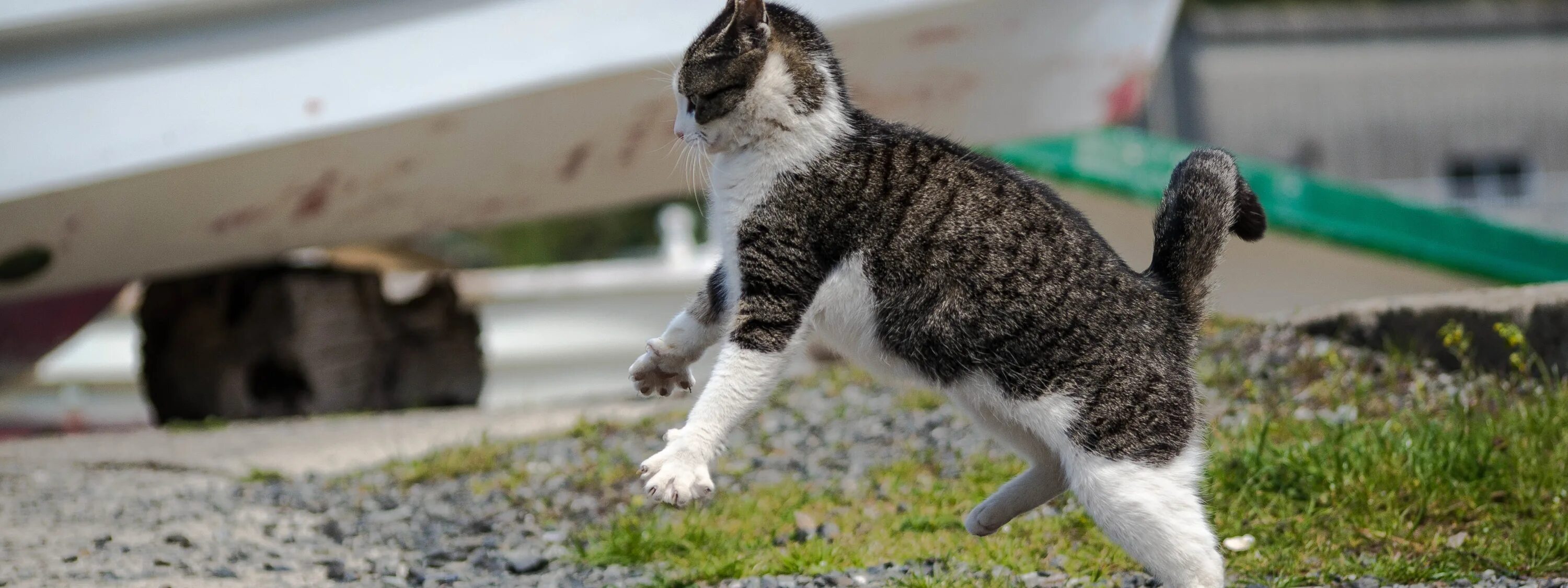 Нападение кота. Кот атакует. Кот нападает. Кот бежит. Атакующий котик.