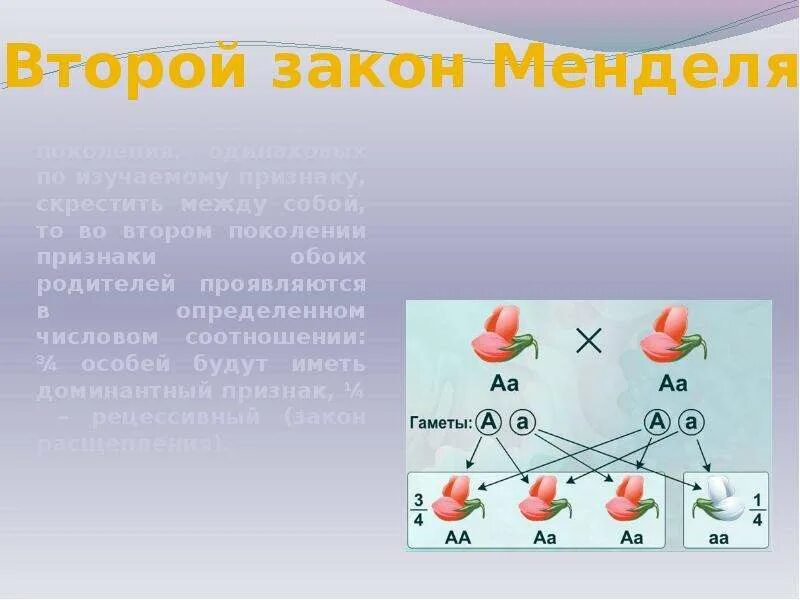 Второй признак менделя. Схема 2 закона Менделя по биологии. Иллюстрация второго закона Менделя. Второй закон Менделя биология 9 класс. Фенотип 2 закона Менделя.