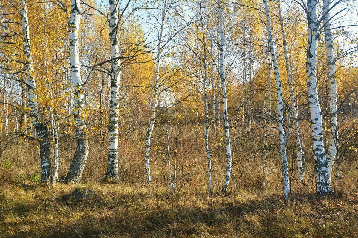 Осенняя береза. Осенняя Березка. Береза осень. Среди берез осень. Береза в цвете осенью.