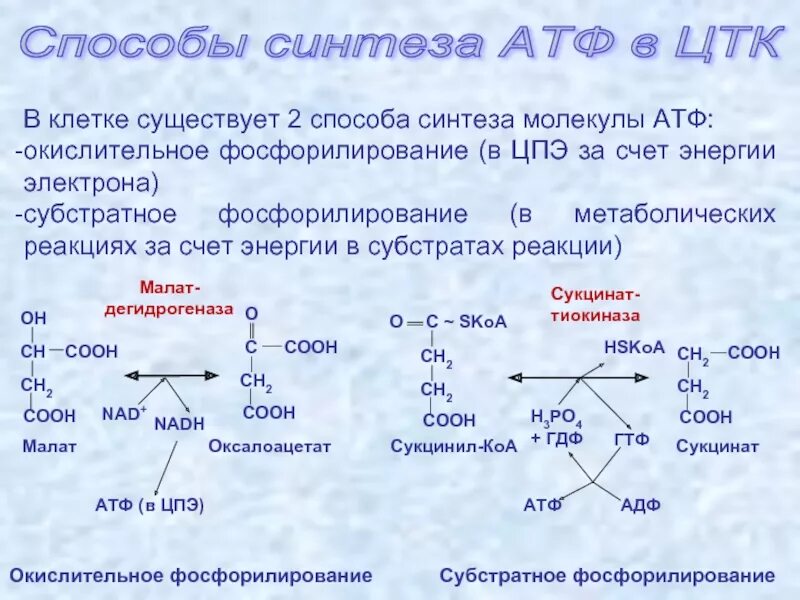 Способы синтеза АТФ: субстратное фосфорилирование. Синтез АТФ биохимия. Пути образования АТФ биохимия. Синтез АТФ реакция.