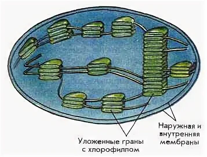 Хлоропласт рисунок. Хлоропласт две мембраны. Строение хлоропласта рисунок ЕГЭ. Уровень организации хлоропласта