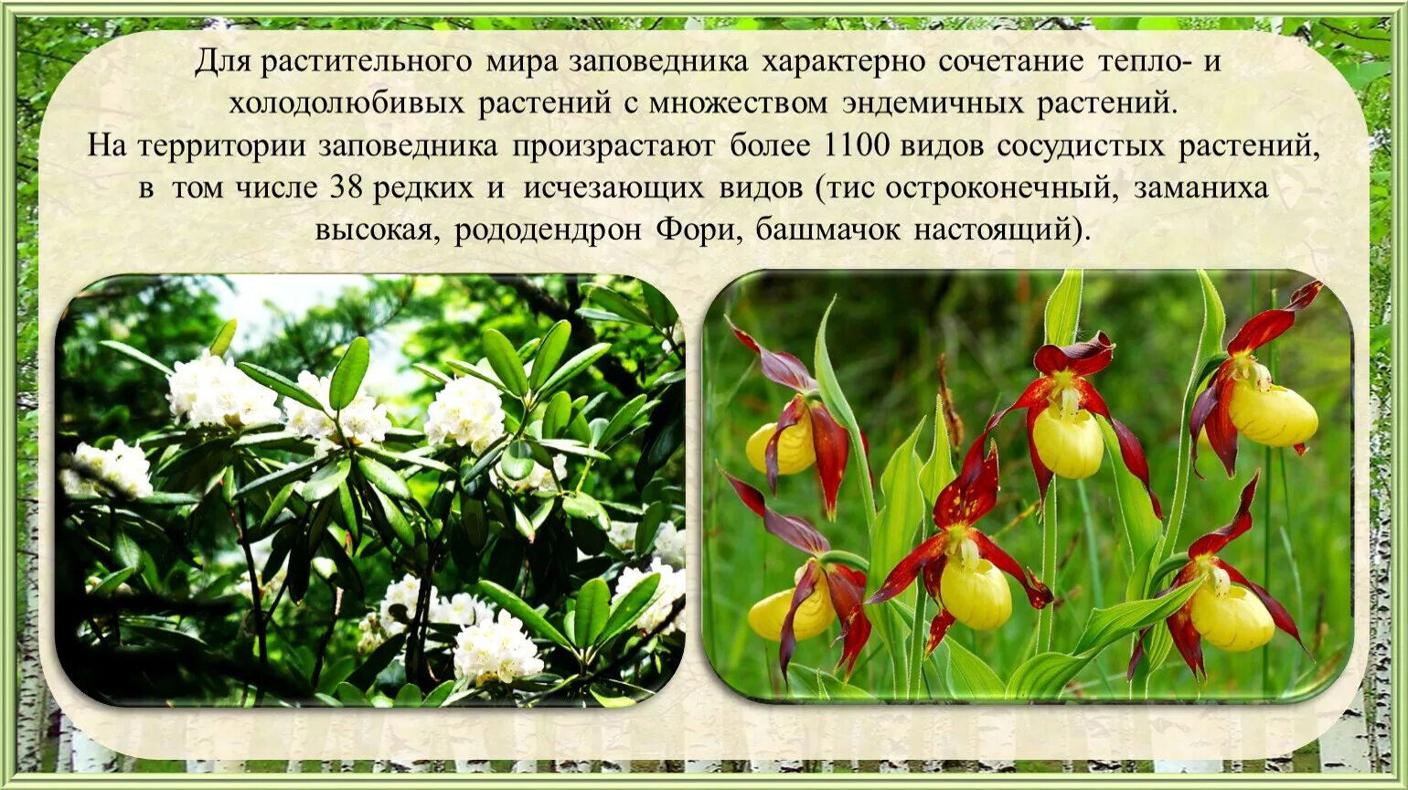 Какое растение является эндемичным для южной америки