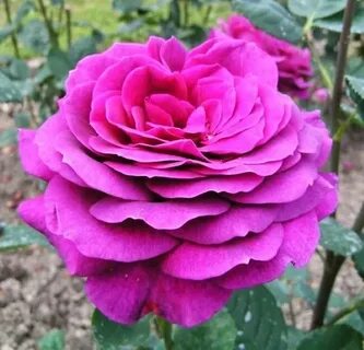 Big rose