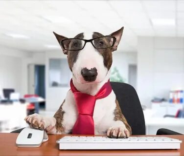 Job dog