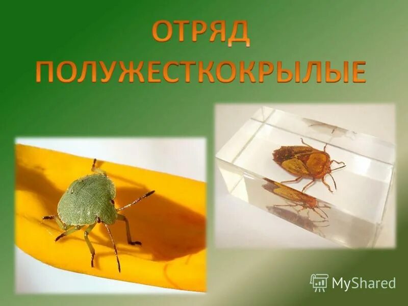 Характеристика отряда полужесткокрылые. Отряд полужесткокрылые (hemiptera). Места обитания полужесткокрылых. Среда обитания жуков. Места обитания полужесткокрылых.
