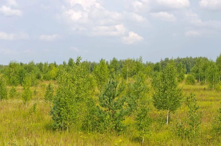 Поле заросшее лесом. Заросший земельный участок лес. Заросшие Лесные культуры. Леса сельскохозяйственного назначения. Поля зарастают лесом