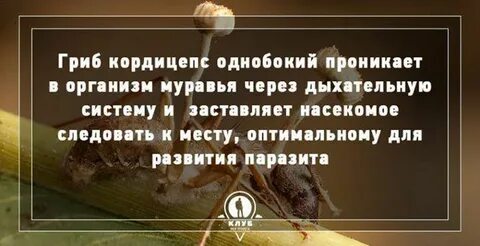 Факты про грибы для детей