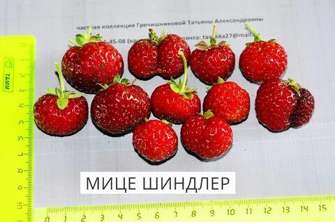 Клубника мице шиндлер описание