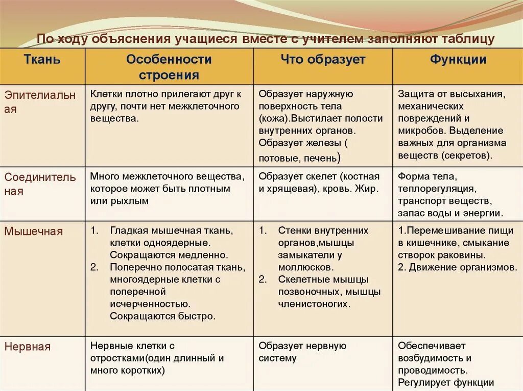 Таблица тканей особенности строения функции
