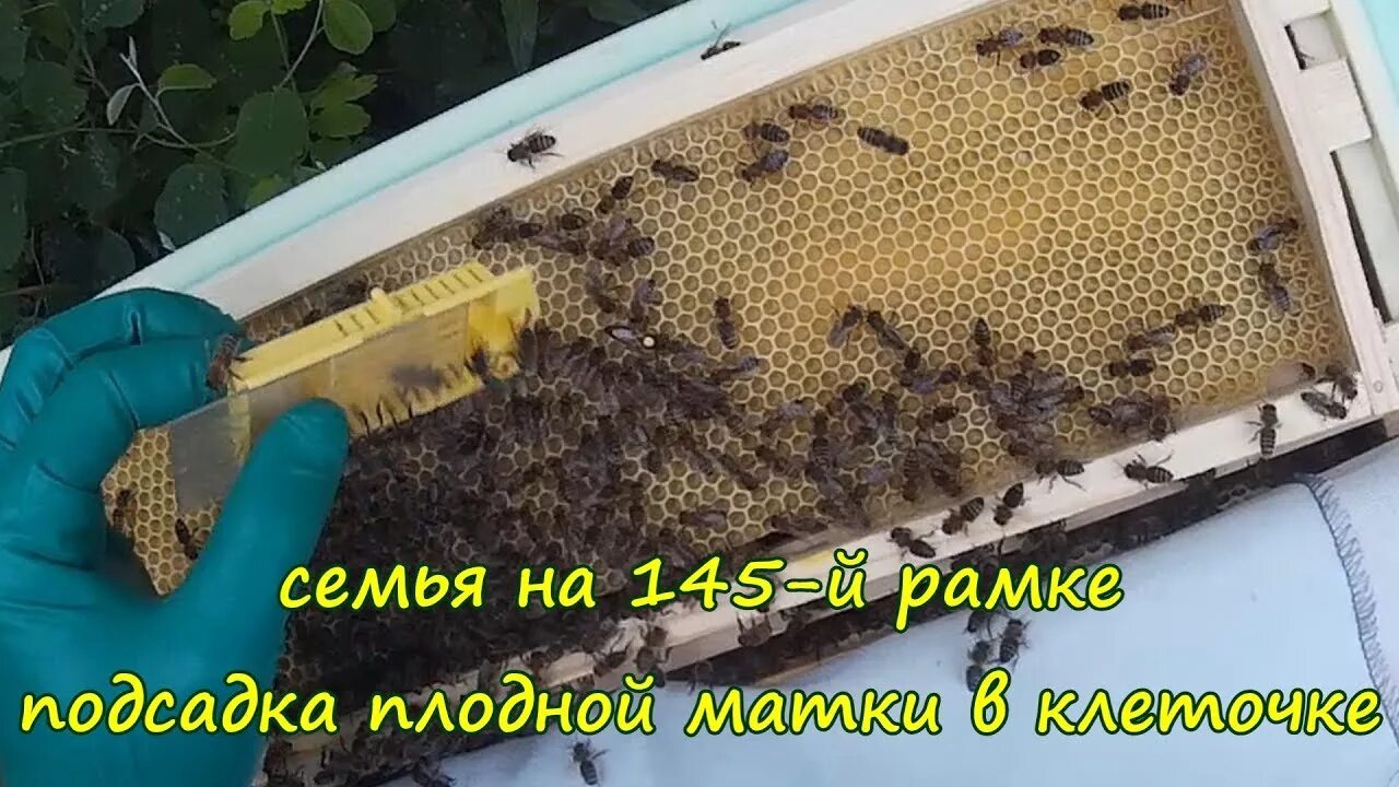 Подсадка матки в пчелиную семью. Подсадка маток в пересылочной клеточке. пчеломатка в клеточке. подсадка матки в улей. клеточка для матки пчелы.