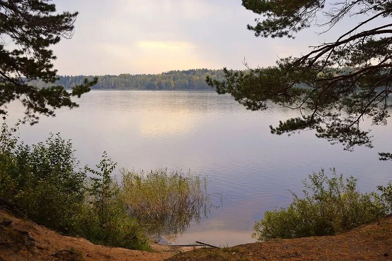 Боровенка окуловский. Белое озеро боровенка. озеро белое боровенка новгородская область. боровно озеро окуловский.