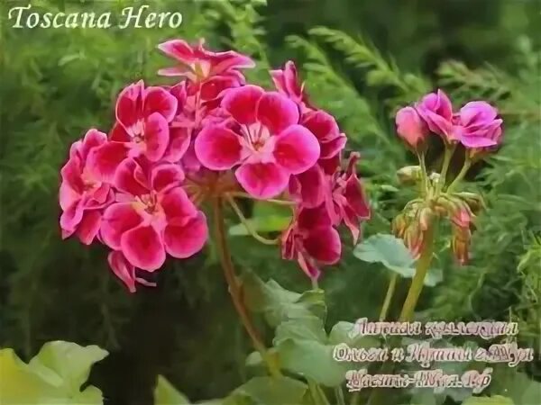 Пеларгония Тоскана Hero. Пеларгония зональная Тоскана Хиро. Герань Toscana Hero. Пеларгония Тоскано Киро.