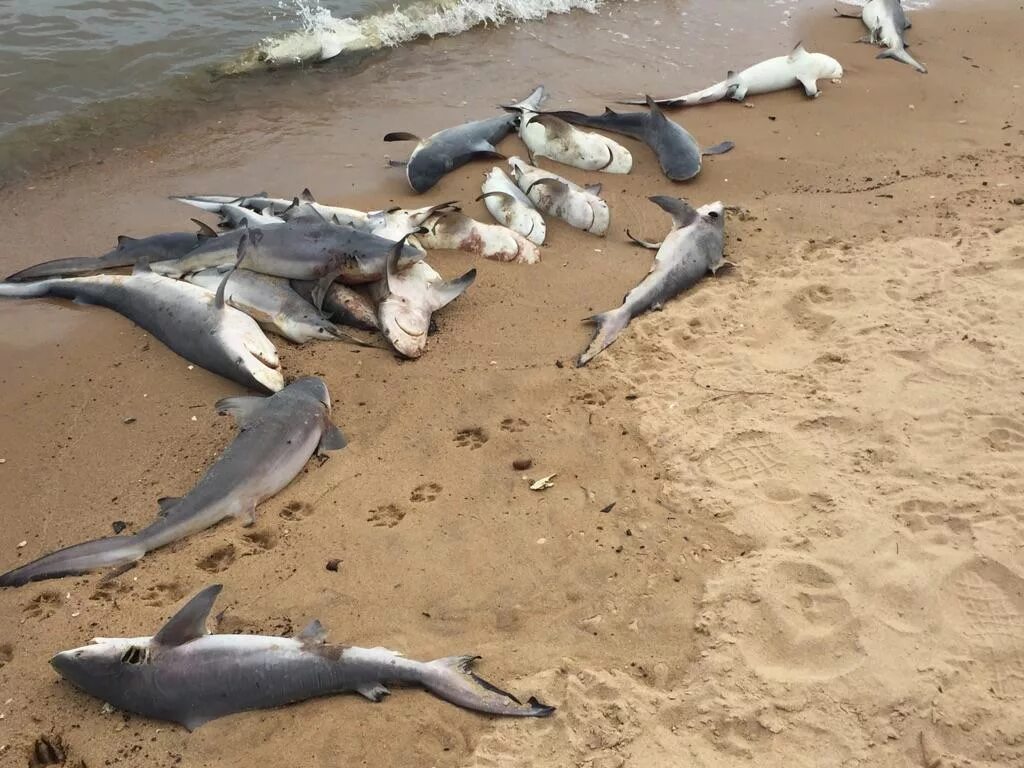 Рыбы в озере мичиган. В Каспийском море есть акулы.