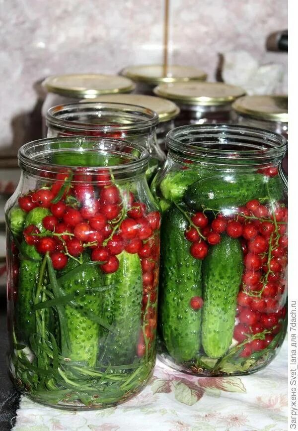 Огурцы на зиму рецепты с смородиной. Огурцы на зиму рецепты с смородиной. Огурцы на зиму рецепты с смородиной. Маринованные огурцы с красной смородиной. Огурцы на зиму рецепты с смородиной.