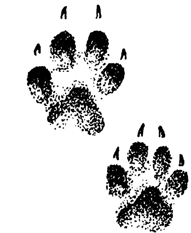 Отпечаток лапы хомяка. Отпечаток лапы собаки. Следы лисы. След лисы и волка отличия. Следы лисы для детей.