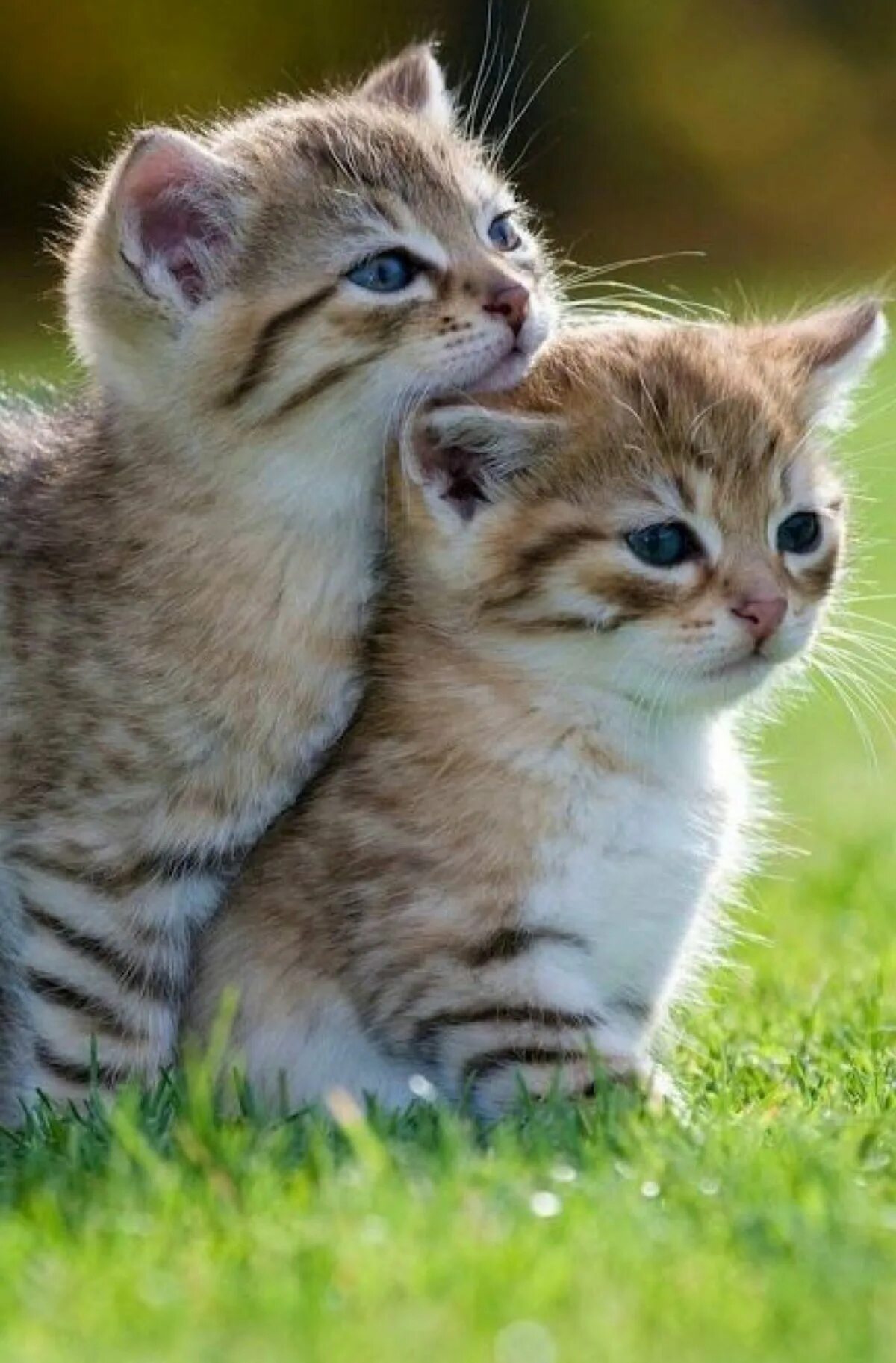 2 милых кота