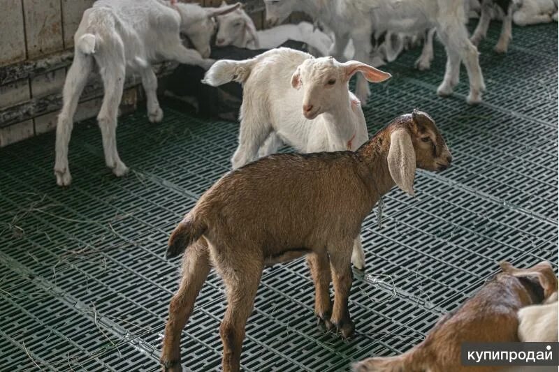 Коза альпийско нубийская. Зааненская коза молоко. Гулаби козы. Зааненские козы. Фото ярок белое.