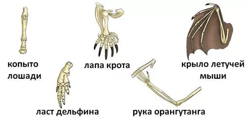 Ласты кита и роющие конечности крота. Конечности млекопитающих. Скелет передней конечности. Передние и задние конечности млекопитающих. Скелет конечностей млекопитающих.