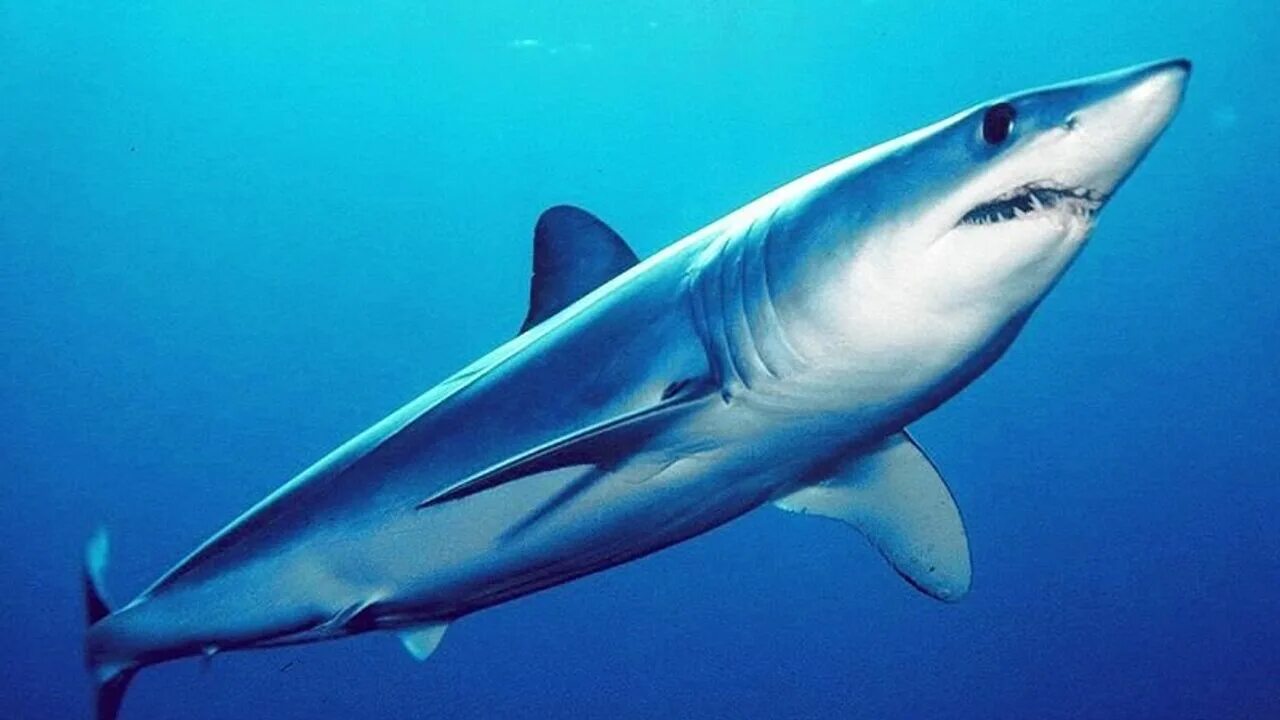 Мако размер. Акула мако. серо голубая акула мако. isurus oxyrinchus акула мако. сельдевая акула мако.