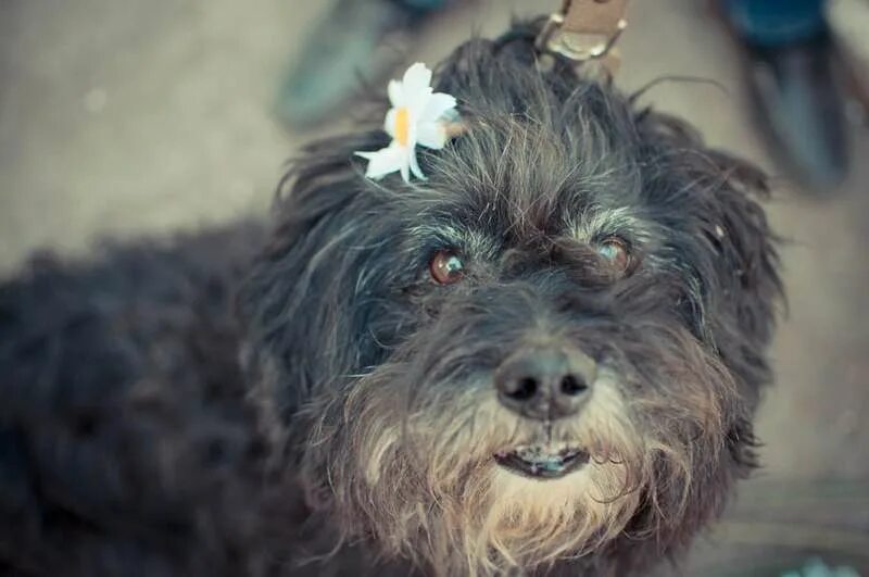 Лохматый щенок фото Dog Tired Sunset Bearded Collie Pog Mo Thoin Paddy having . Flickr