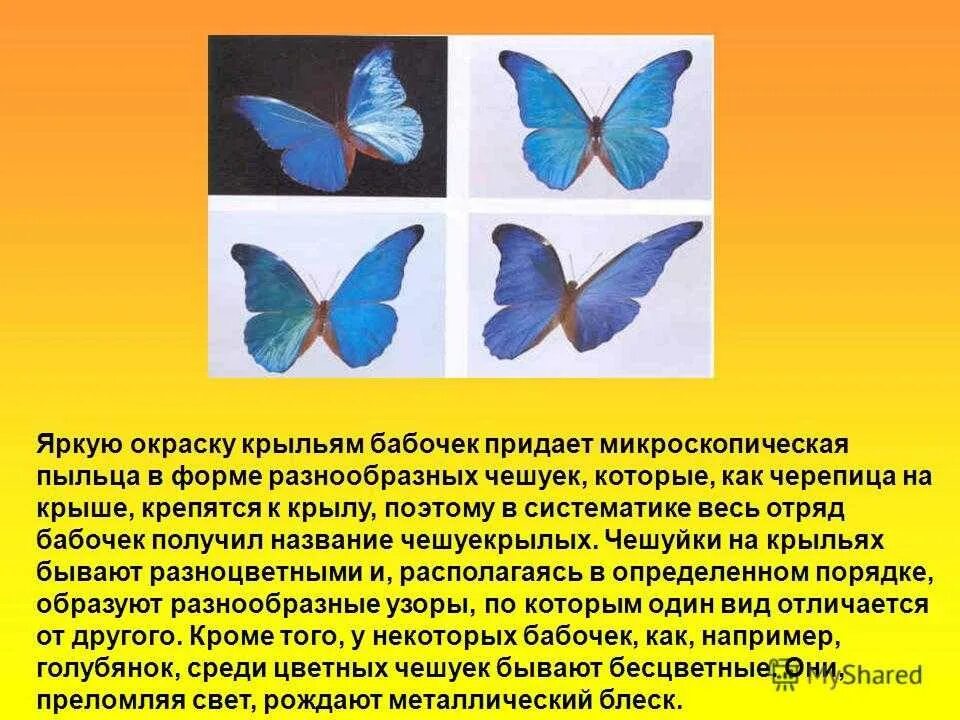 Где взять бабочек. Отряд бабочки. Описание бабочки. Крылья бабочек разных форм. Бабочка краткое описание.