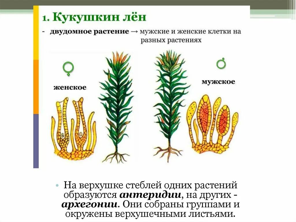 Картинки ЛИСТОСТЕБЕЛЬНЫЕ МХИ РАЗМНОЖЕНИЕ