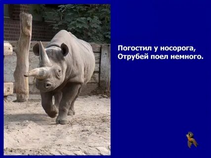 Носорог кратко