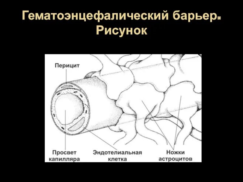 Гематоэнцефалический барьер гистология. Схема строения гематоэнцефалического барьера. гематоэнцефалический барьер гистология схема. структурные компоненты гематоэнцефалического барьера. гематотестикулярный барьер гематоэнцефалический барьер.
