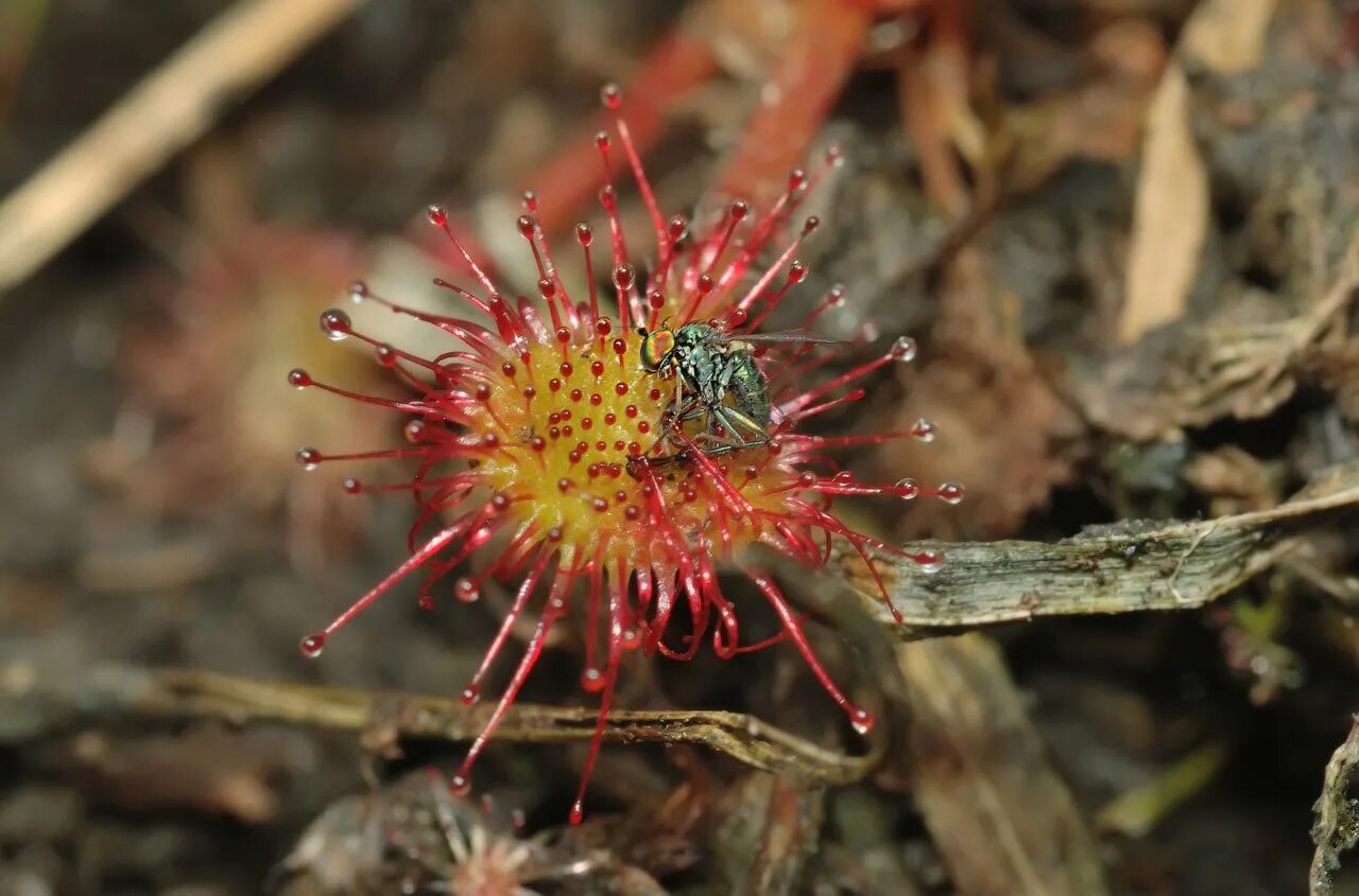 Росянка и насекомые тип взаимоотношений. Росянка (Drosera). Росянка круглолистная хищное растение. Насекомоядная росянка круглолистная. Росянка Болотная.