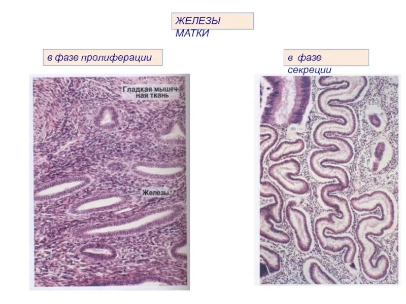 Ранняя стадия секреции эндометрия. Матка фаза пролиферации гистология. Слой эндометрия гистология. Фаза пролиферации менструального цикла гистология. Функциональный слой эндометрия гистология.