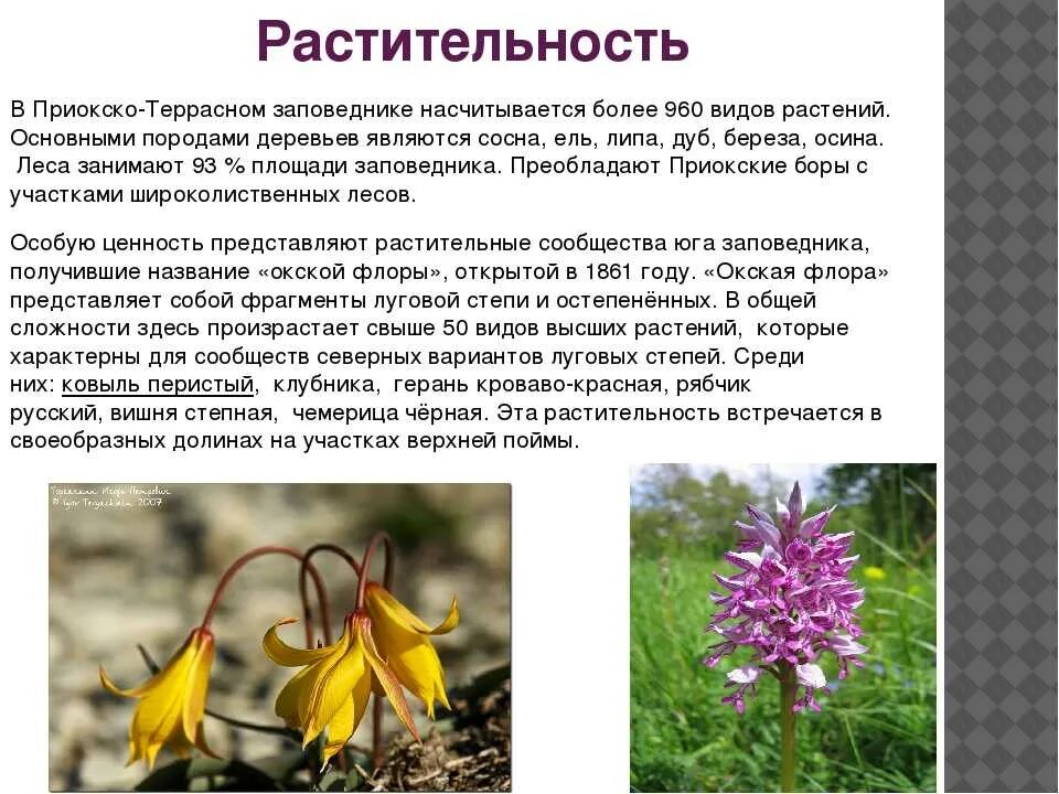 Рябчик русский fritillaria ruthenica wikstr. Приокско террасный заповедник растительность. Растения заповедника приокско. Растения заповедника приокско. Растения заповедника приокско.